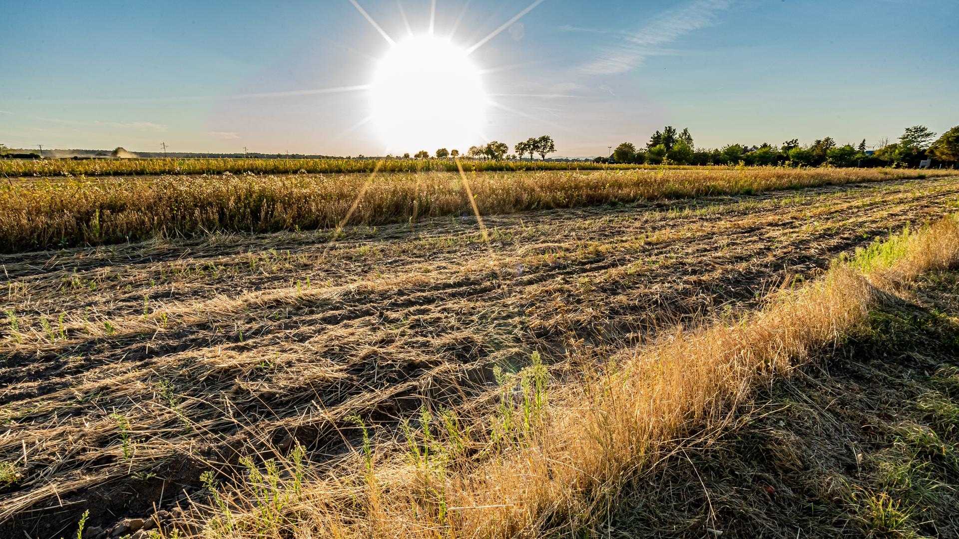 Ausgetrocknetes Feld, im Hintergrund Sonne