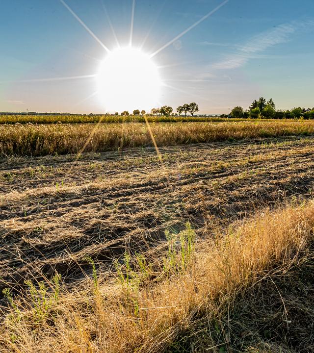 Ausgetrocknetes Feld, im Hintergrund Sonne