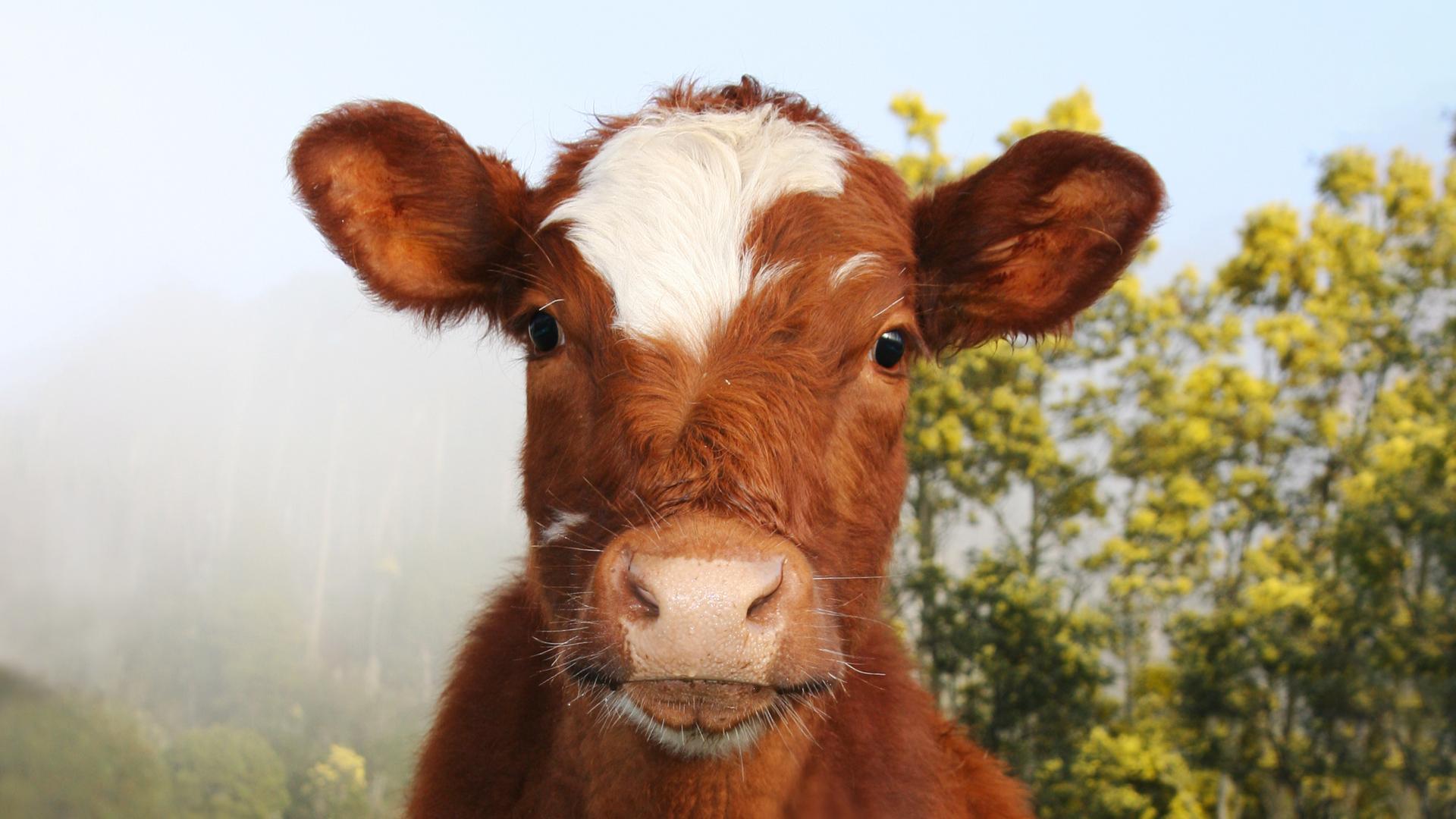 Nicht nur das Tierwohl, auch der ökologische Fußabdruck der industriellen Tierhaltung verlangt ein Umdenken.