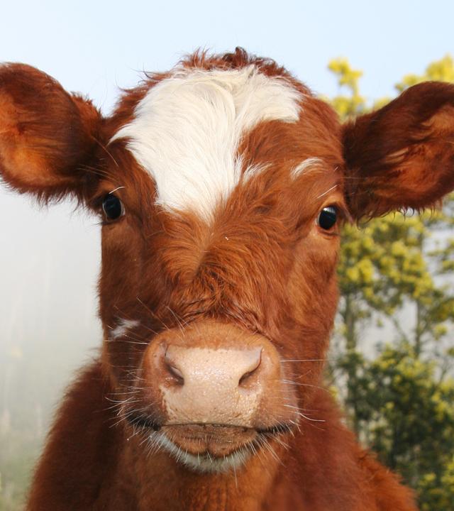 Nicht nur das Tierwohl, auch der ökologische Fußabdruck der industriellen Tierhaltung verlangt ein Umdenken.