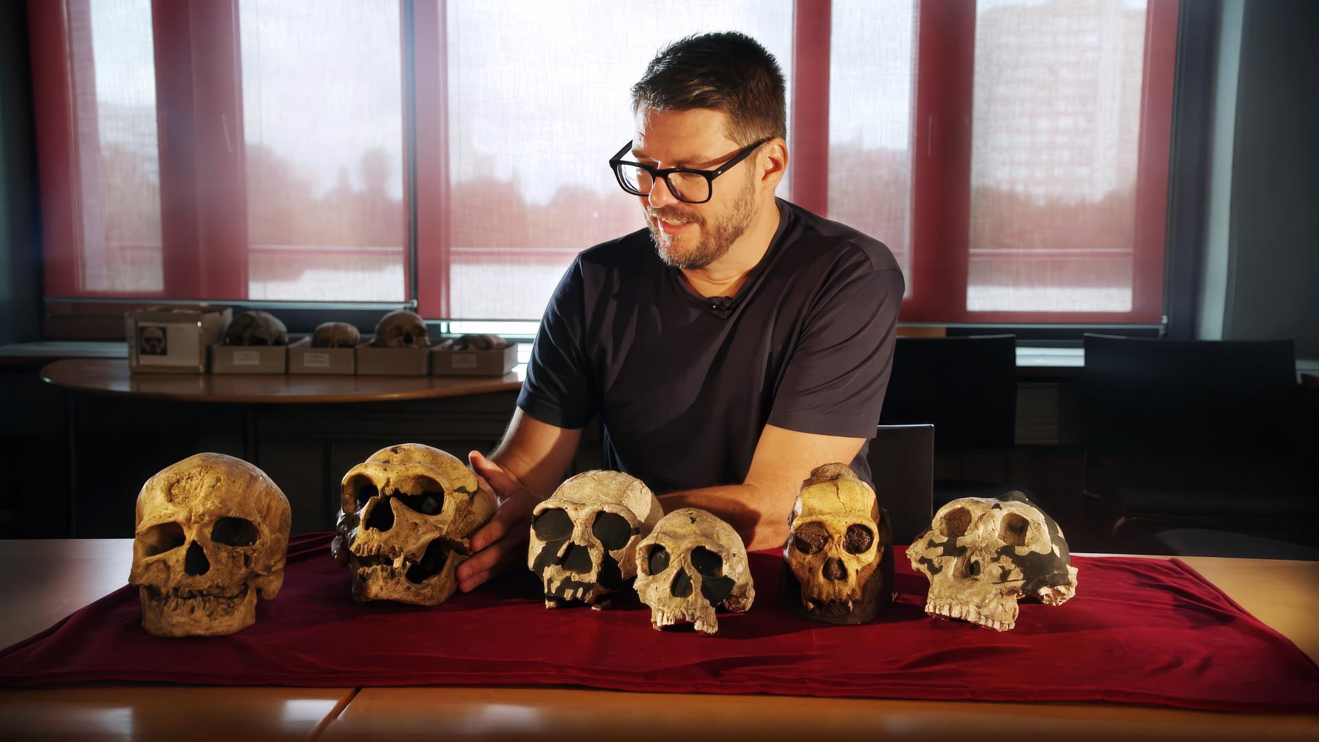 Mehrere Schädelknochen von Neandertalern werden auf einem Tisch gezeigt. Obwohl diese schätzungsweise 400.000 Jahre alt sind, sind sie erstaunlich gut erhalten.