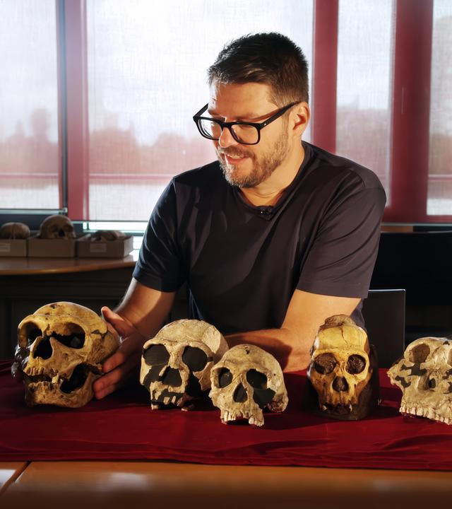 Mehrere Schädelknochen von Neandertalern werden auf einem Tisch gezeigt. Obwohl diese schätzungsweise 400.000 Jahre alt sind, sind sie erstaunlich gut erhalten.