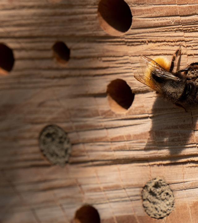Biene besucht ein Bienenhotel