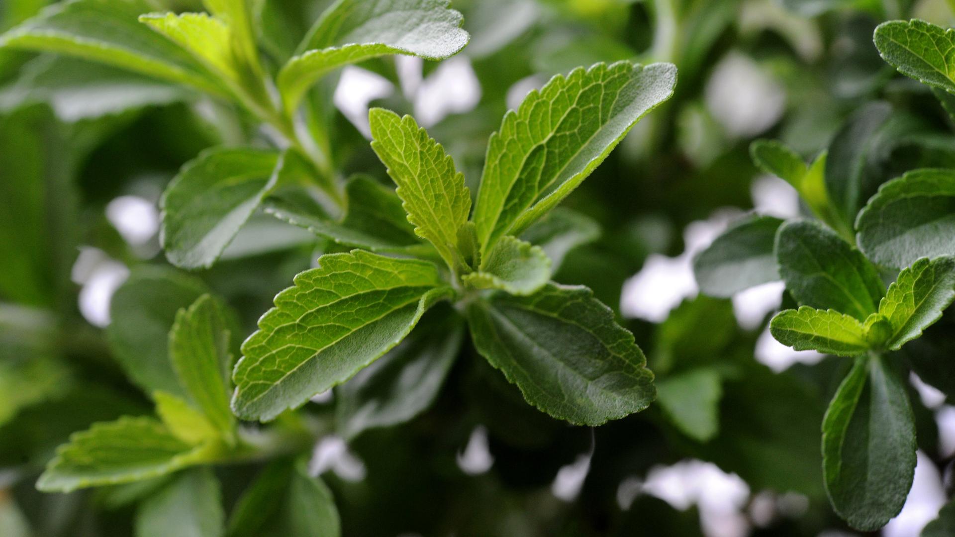 NANO vom 24. Mai 2024: Bio-Piraterie mit Stevia 