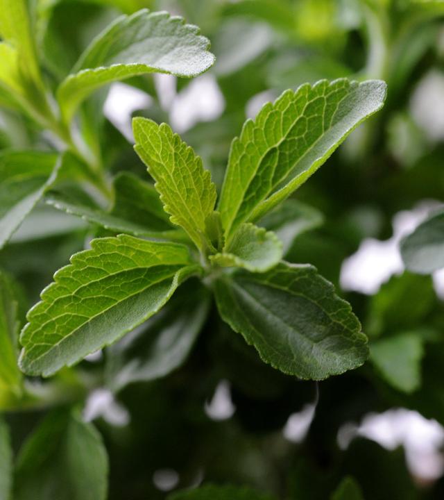 NANO vom 24. Mai 2024: Bio-Piraterie mit Stevia 