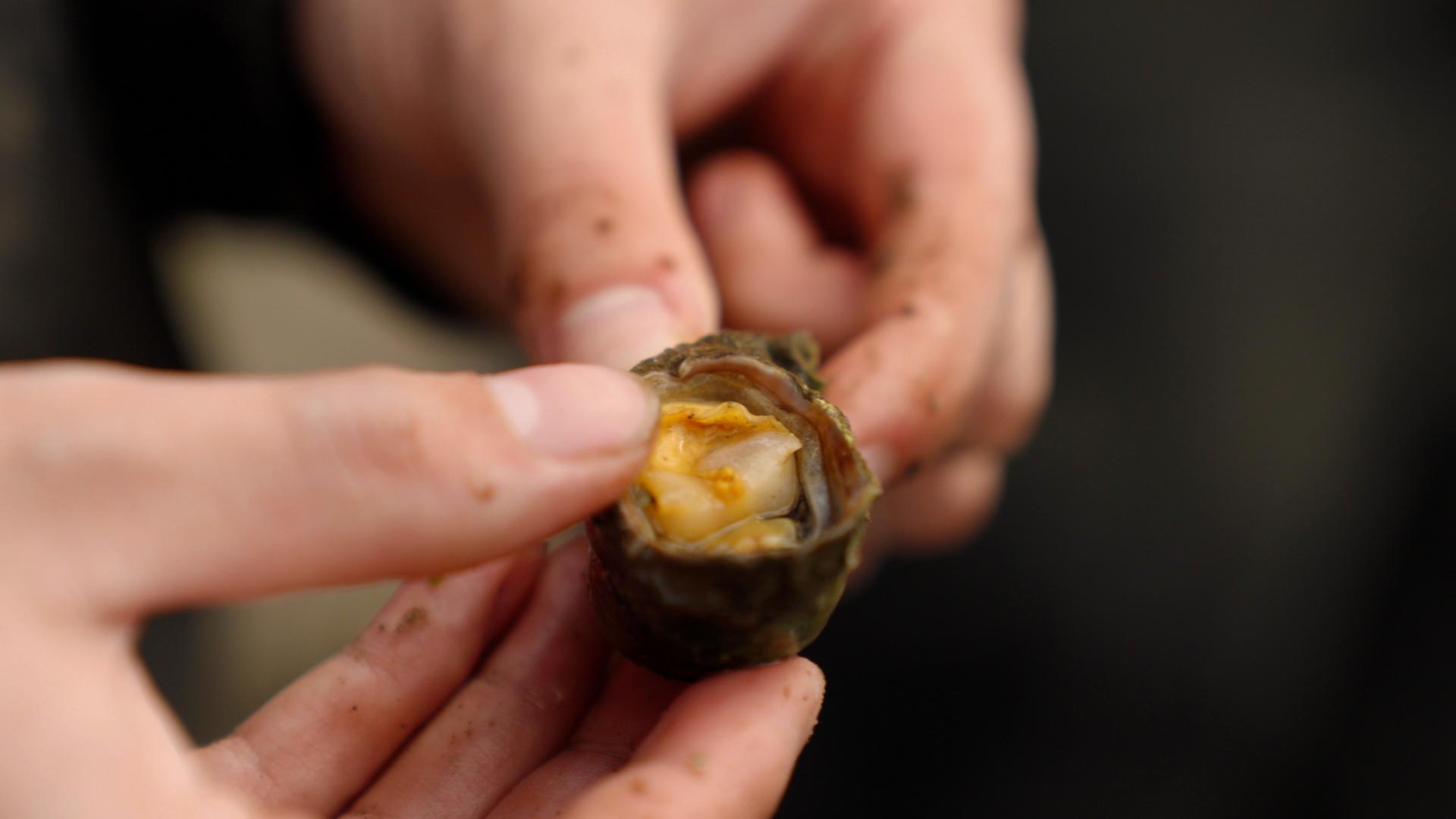 Bild für Was unternimmt die EU, um die Artenvielfalt zu schützen? 