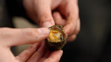 Was unternimmt die EU, um die Artenvielfalt zu schützen? 