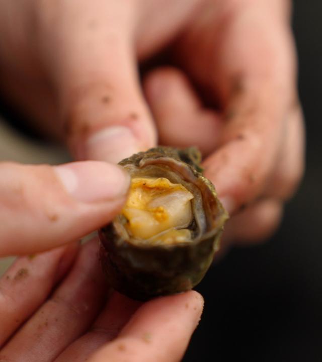 Auster in einer Hand