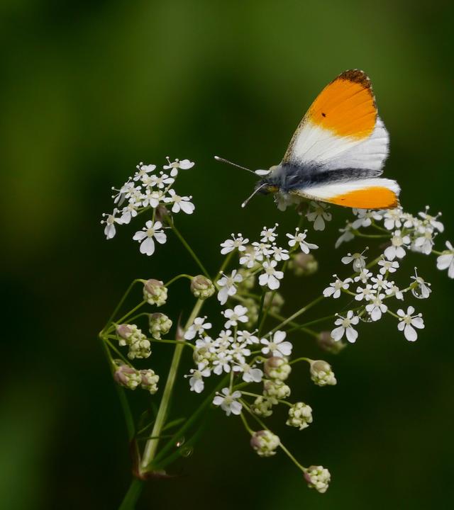 Ein Aurorafalter sitzt im Roten Moor in der Nähe von Gersfeld/Hessen auf Blüten.