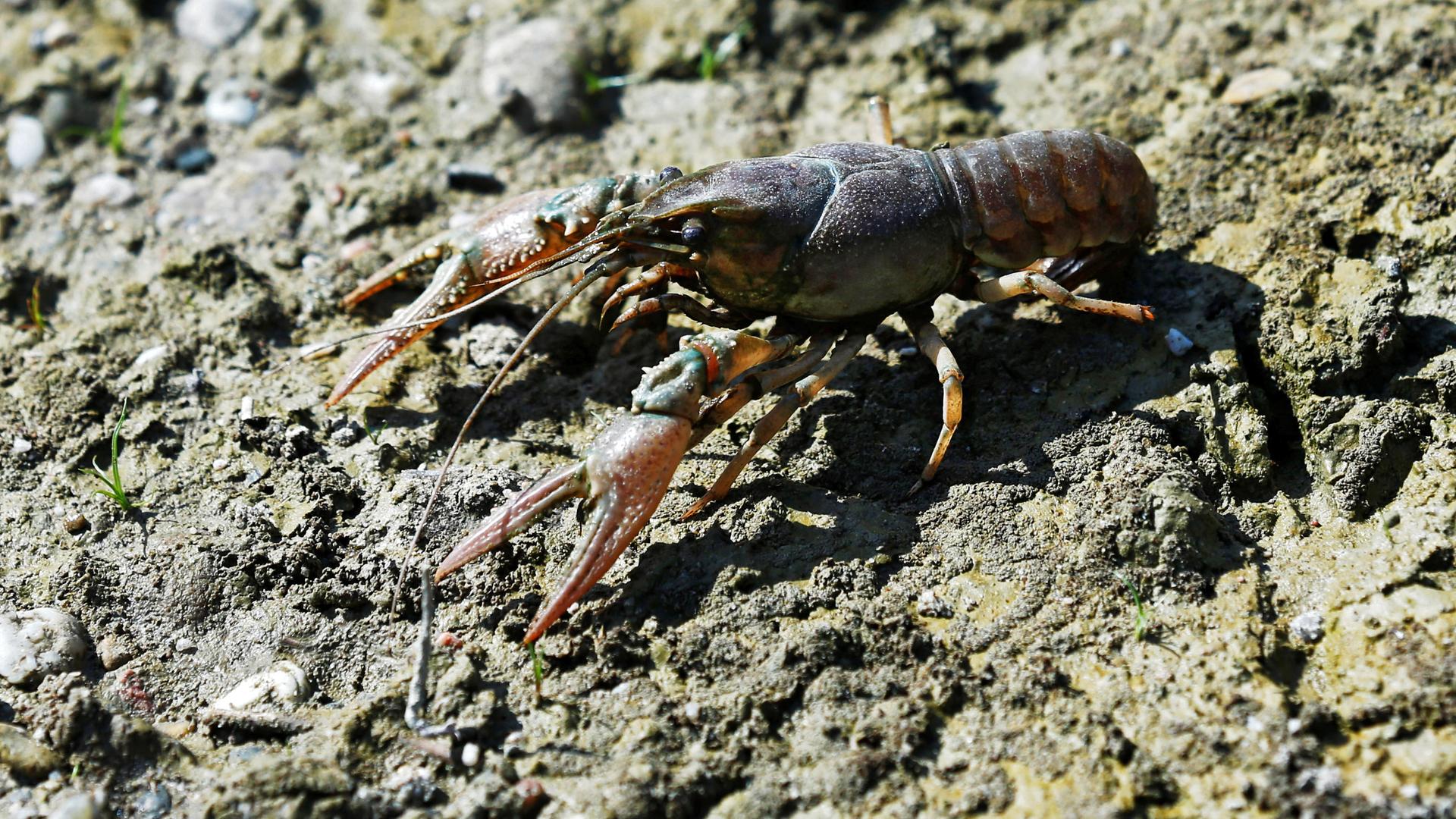 Kalikokrebs
