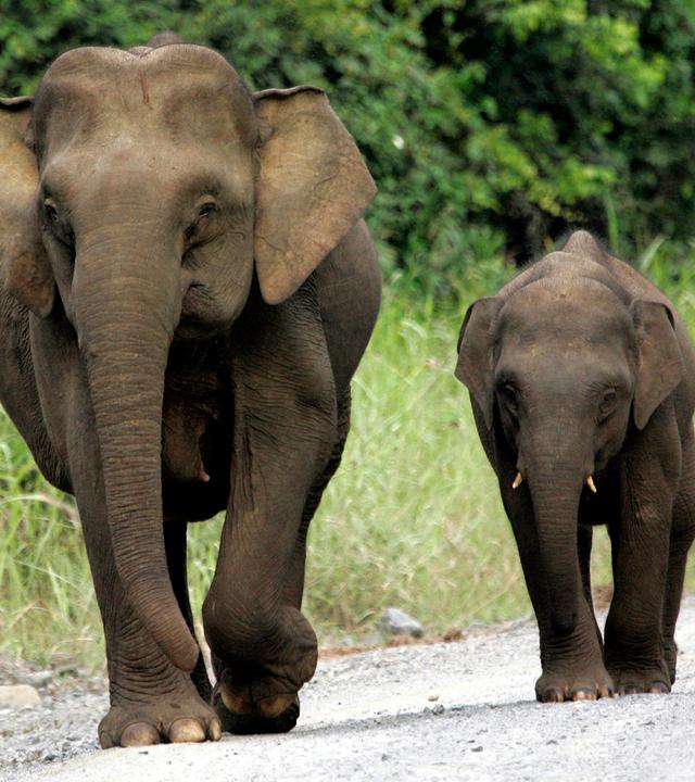 Mini Elefanten in Borneo