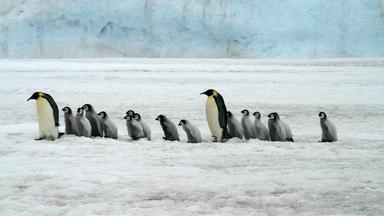 Nano - Nano Vom 7.3.2024: Vogelgrippe Bedroht Pinguine In Der Antartis