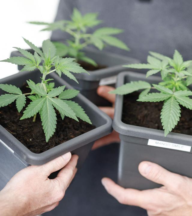 Cannabis Pflanze im Topf