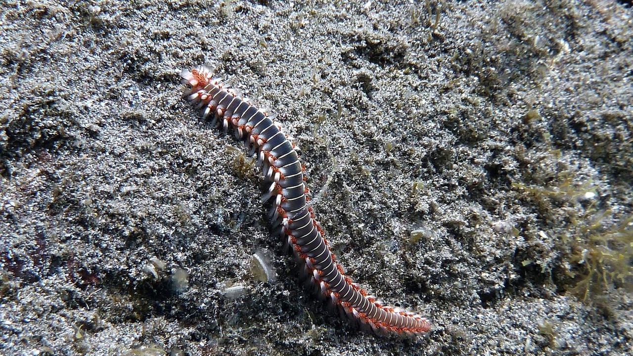 Feuerwurm