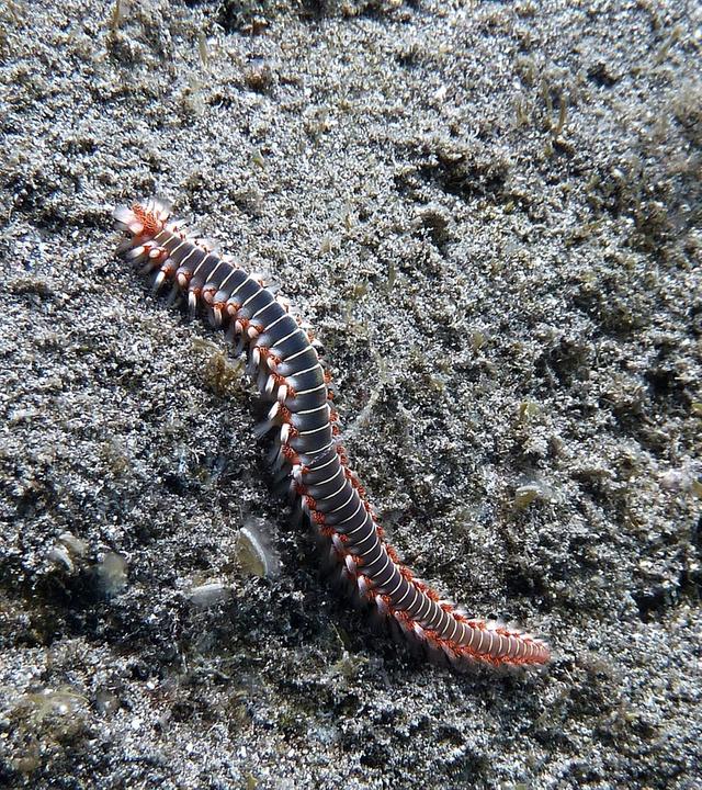 Feuerwurm