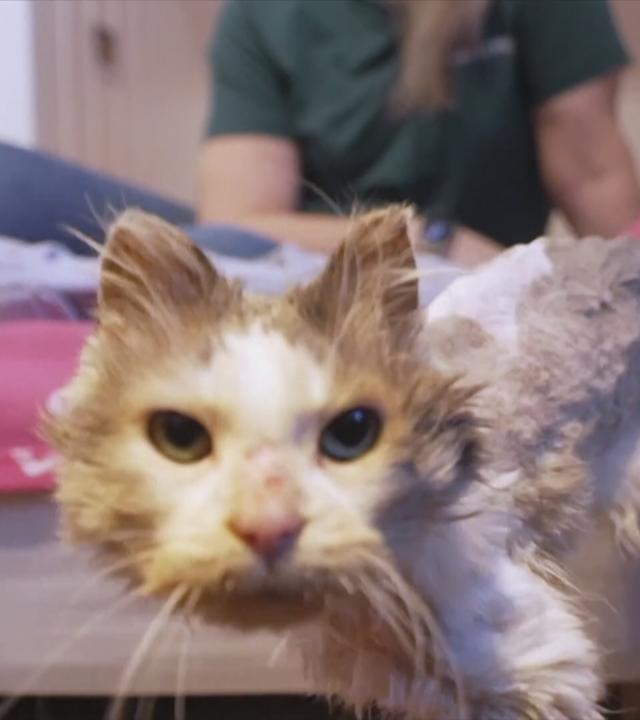 Abgemagerter und geschorener Kater