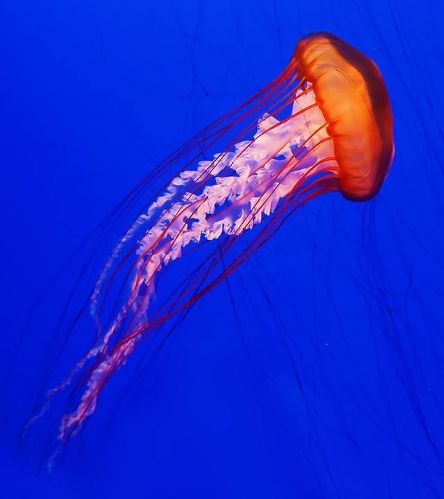 Qualle
