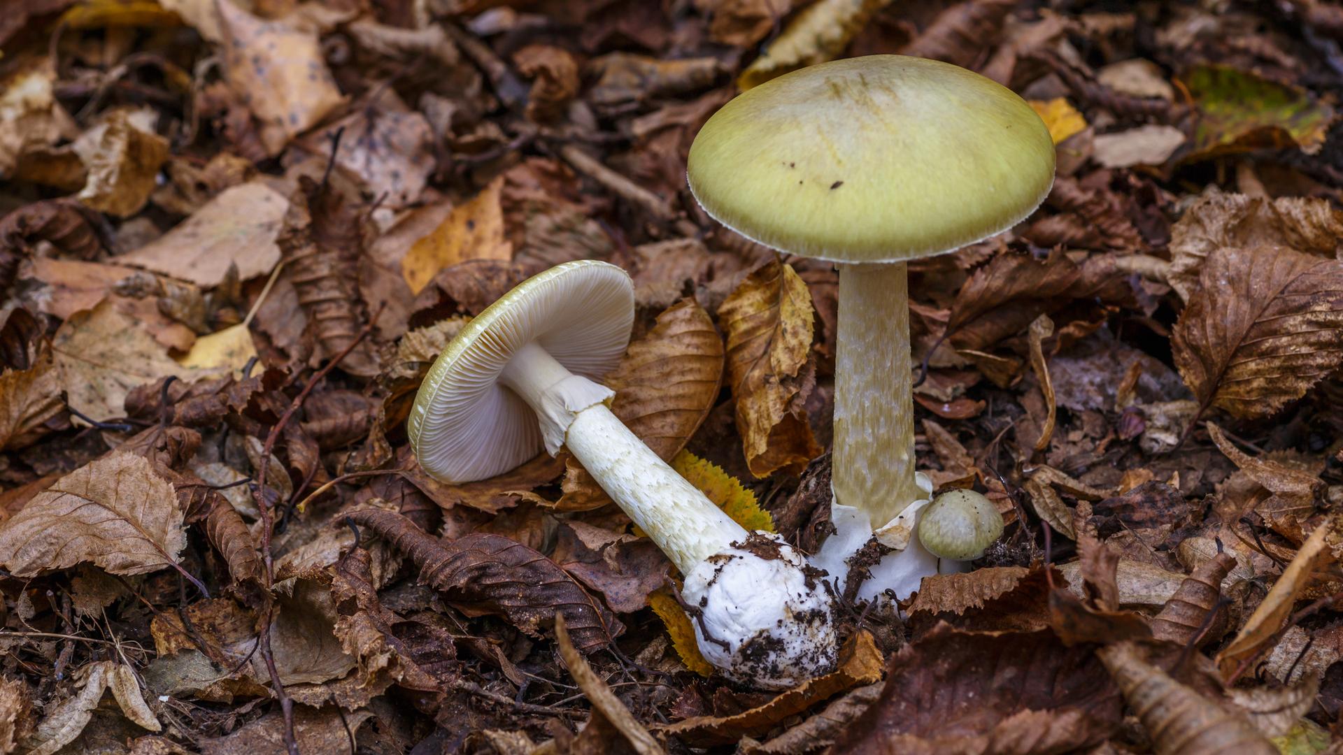 Grüner Knollenblätterpilz auf Waldboden