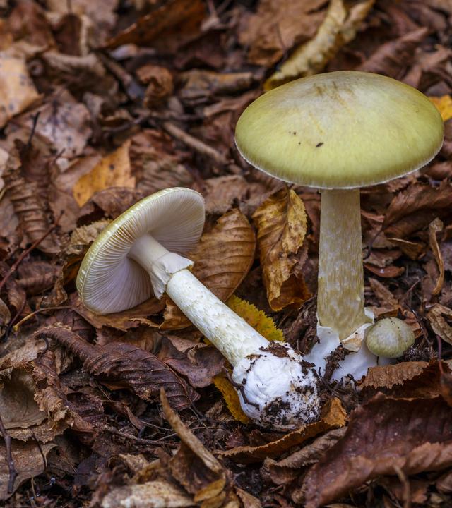Grüner Knollenblätterpilz auf Waldboden