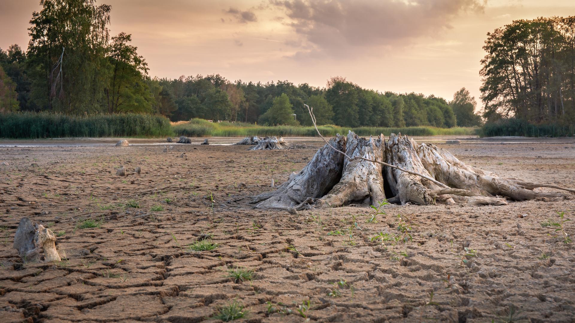 Ausgetrocknete Landschaft mit Baumstumpf im Vordergund