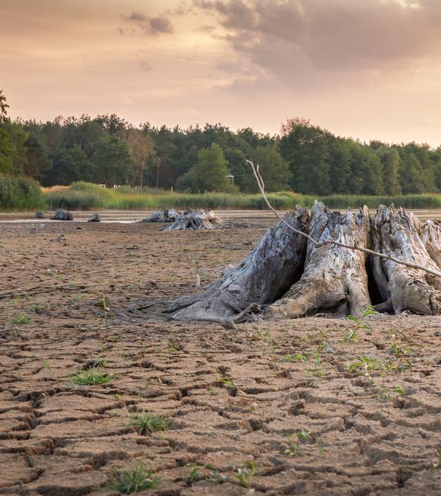 Ausgetrocknete Landschaft mit Baumstumpf im Vordergund