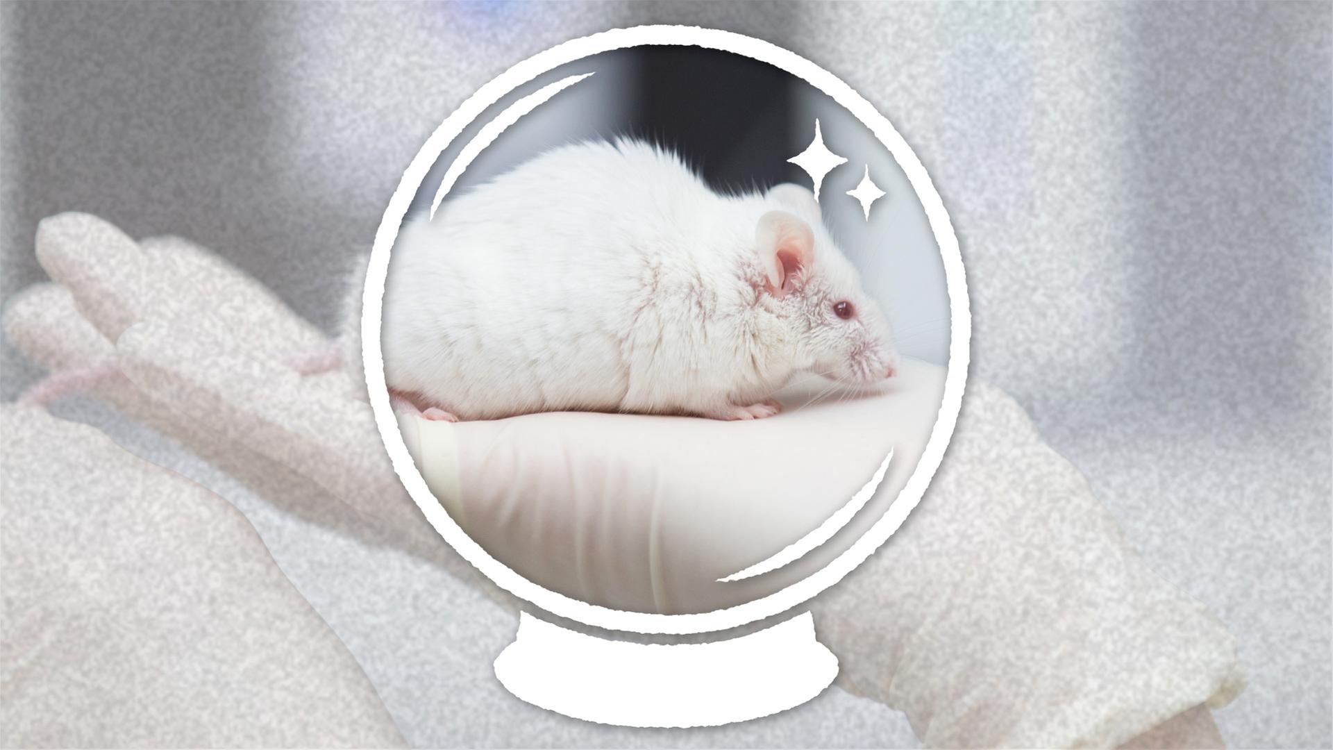 Bild für Was wäre,  wenn es keine Tierversuche mehr gäbe?