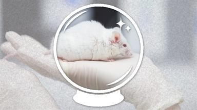 Was wäre,  wenn es keine Tierversuche mehr gäbe?