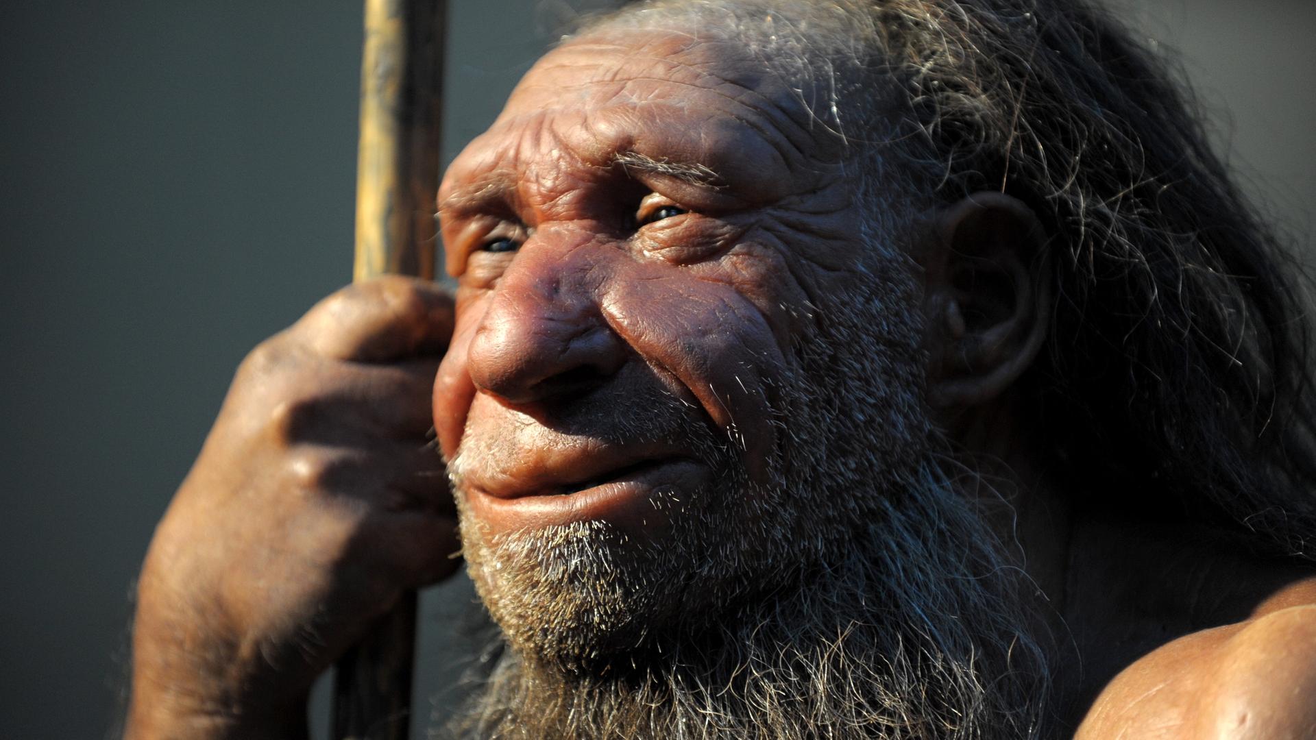 Nachbildung eines Neandertalers, das Gesicht ist in Großaufnahme 