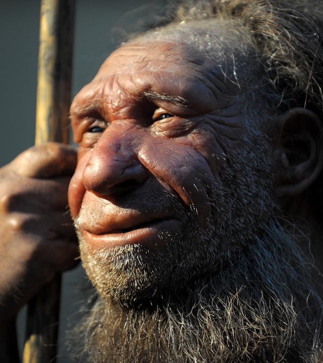 Nachbildung eines Neandertalers, das Gesicht ist in Großaufnahme 