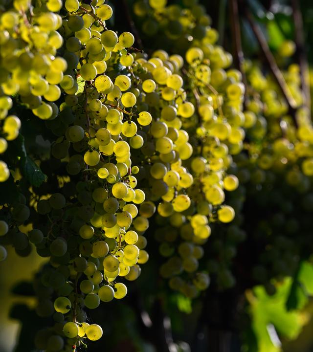 Sachsen-Anhalt, Zscheiplitz: Wein reift in einem Weinberg bei Freyburg. Mit der Ernte für den spritzig-süßen Federweißen hat in der Weinanbauregion an Saale und Unstrut die Weinlese begonnen.
