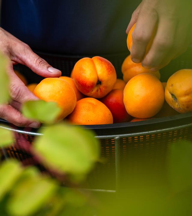 Die Obstbauer in Deutschland spüren den Klimawandel und züchten mehr und mehr südländische Früchte.