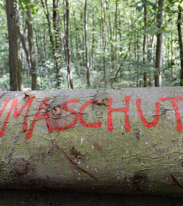 Liegender Baumstamm mit der Aufschrift Klimaschutz