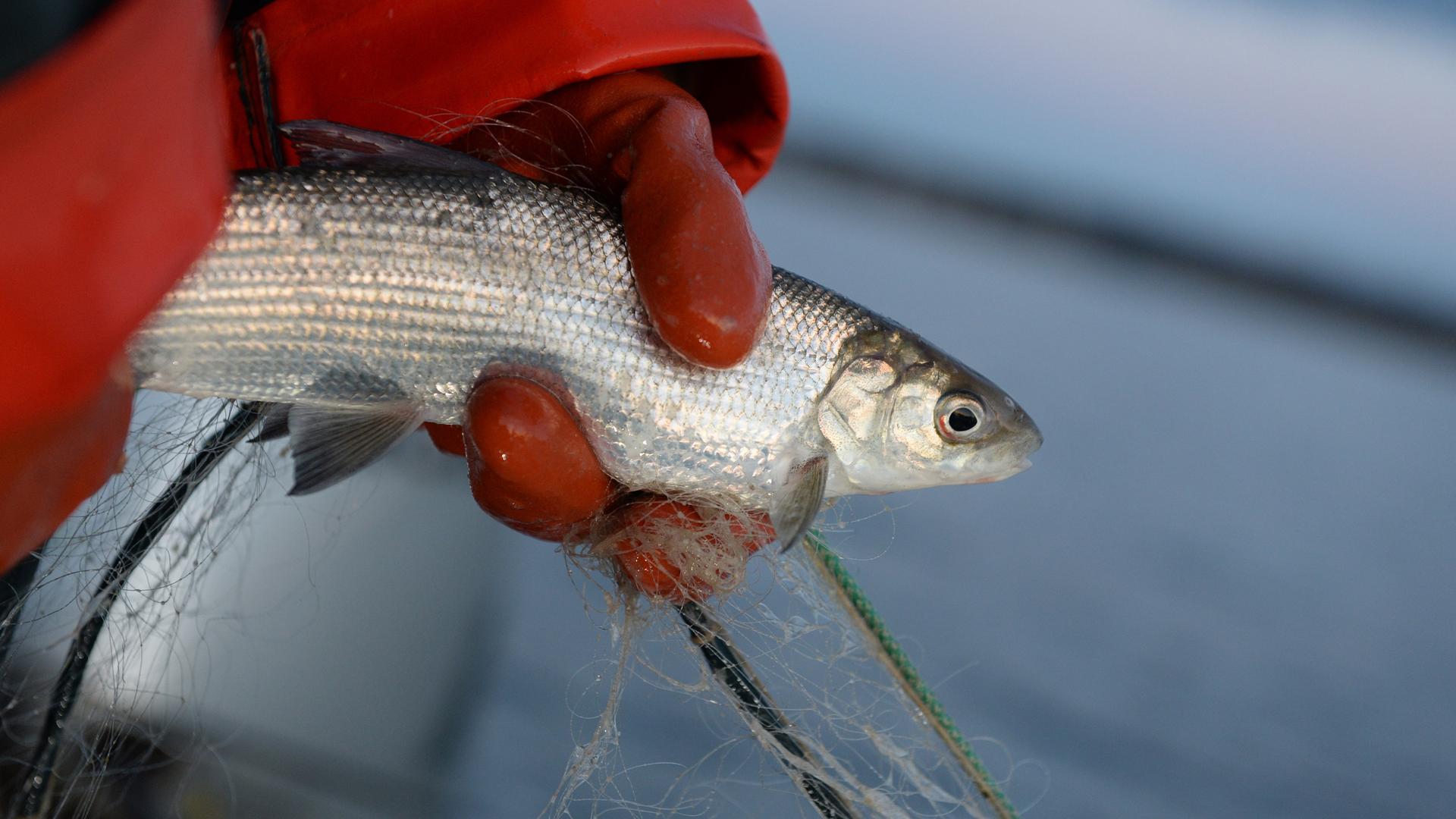 FIscher hält einen FIsch in der Hand