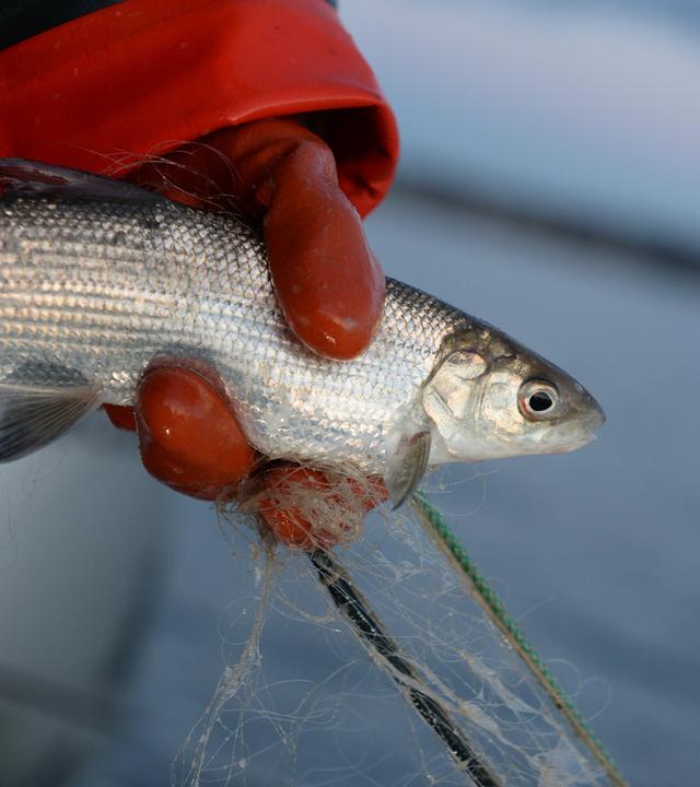 FIscher hält einen FIsch in der Hand