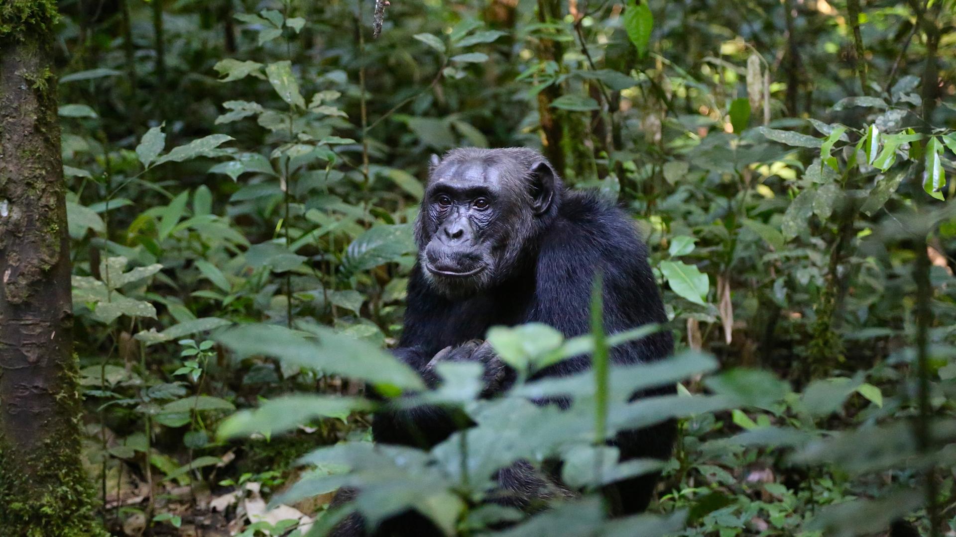 Gorilla versteckt im Regenwald