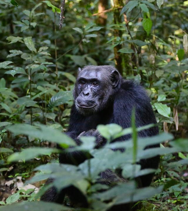 Gorilla versteckt im Regenwald
