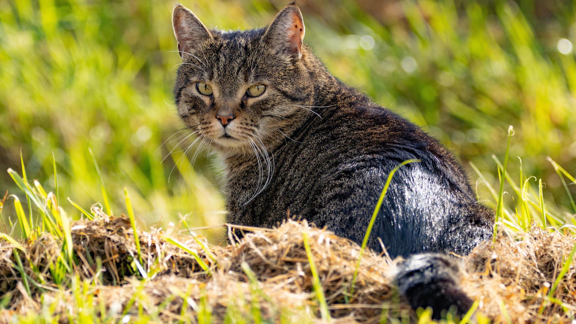 Hauskatze auf eienr Wiese