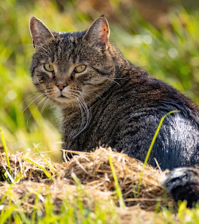 Hauskatze auf eienr Wiese