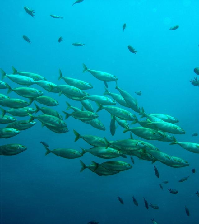 Fischschwarm in grünlichem Meereswasser