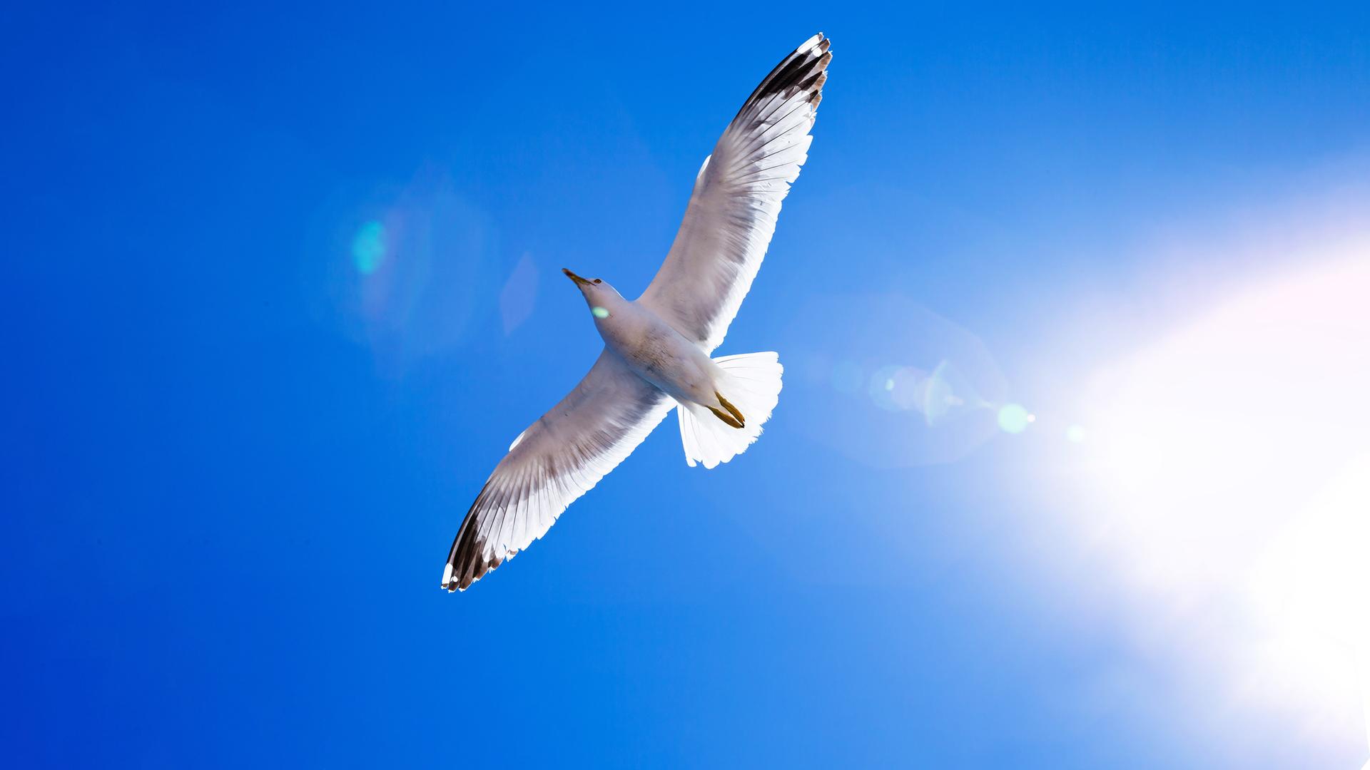 Blick von unten auf einen großen, weißen Vogel, der am Himmel schwebt.