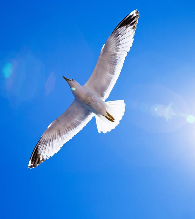 Blick von unten auf einen großen, weißen Vogel, der am Himmel schwebt.