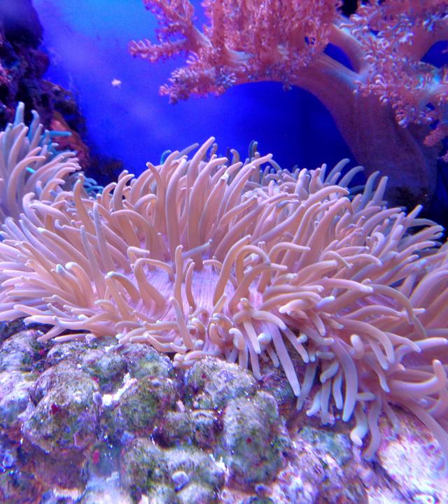 Korallenbleiche: Erderwärmung ist verantwortlich für das Absterben der Riffe