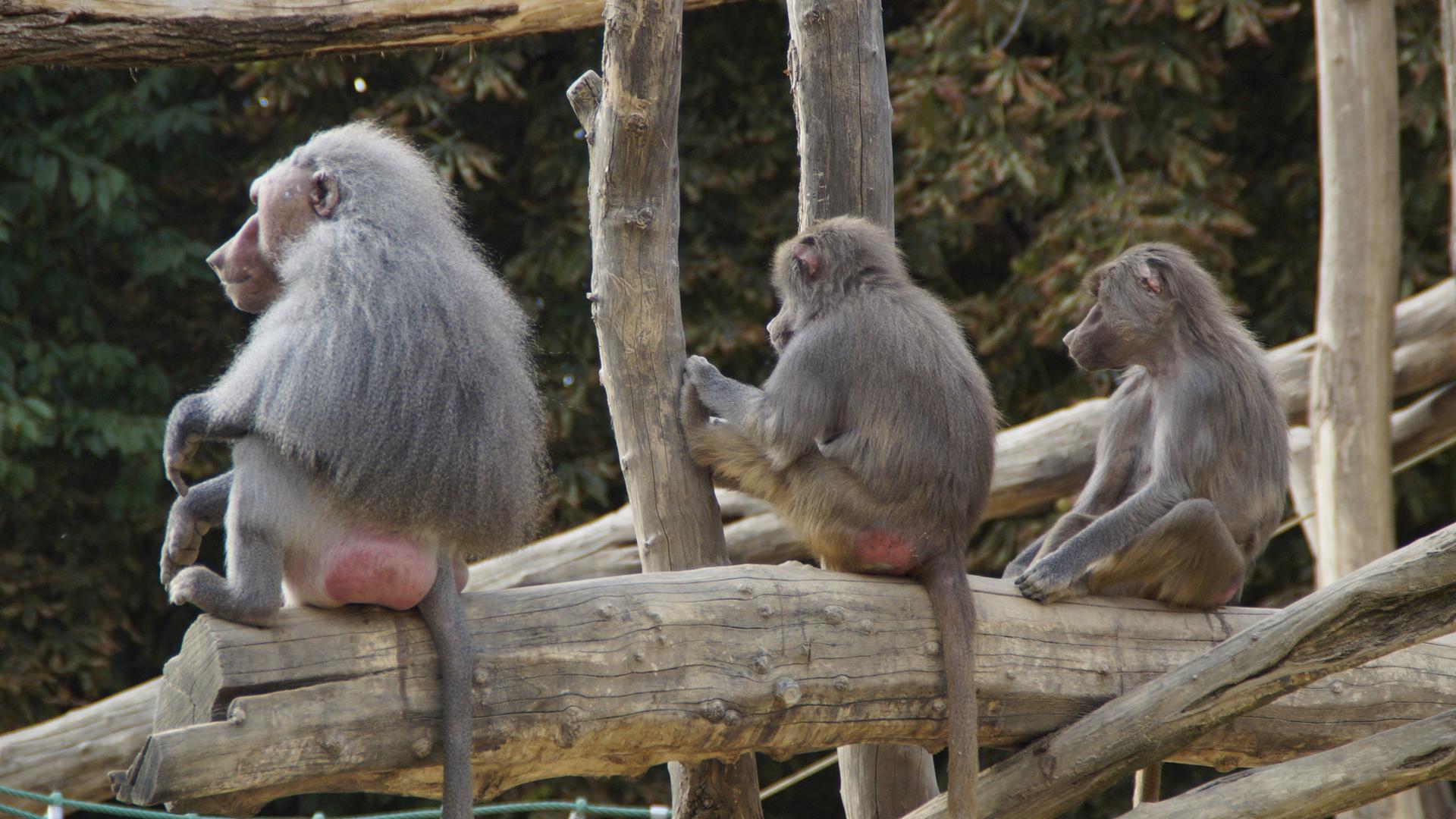 Drei junge Paviane im Zoo