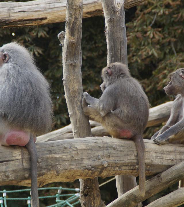 Drei junge Paviane im Zoo
