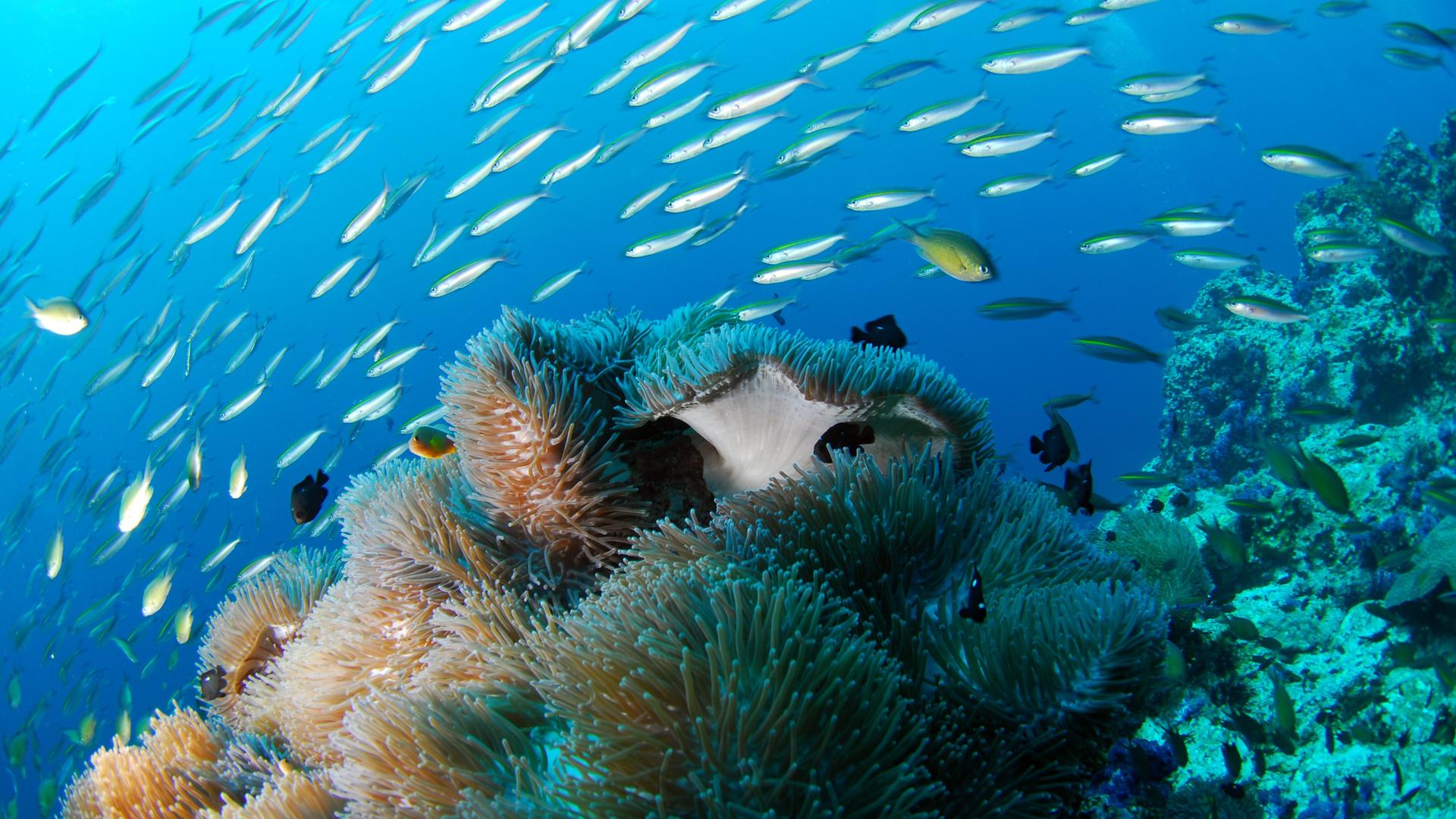FIsche schwimmen im Ozean
