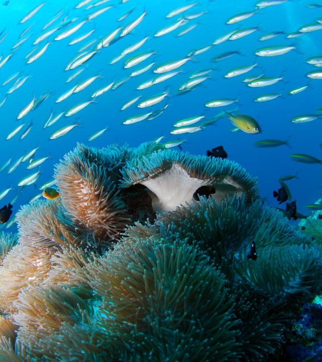 FIsche schwimmen im Ozean