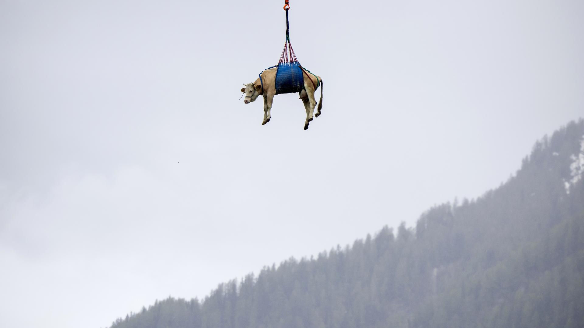 Wegen Felsabbrüchen wird ein Kuh hängend unter einem Hubschrauber aus Schweizer Bergdorf Blatten evakuiert