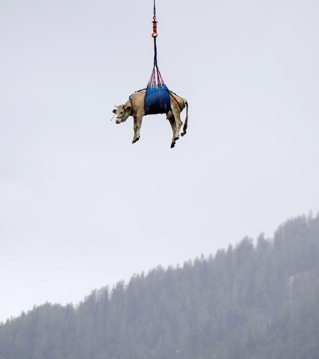 Wegen Felsabbrüchen wird ein Kuh hängend unter einem Hubschrauber aus Schweizer Bergdorf Blatten evakuiert