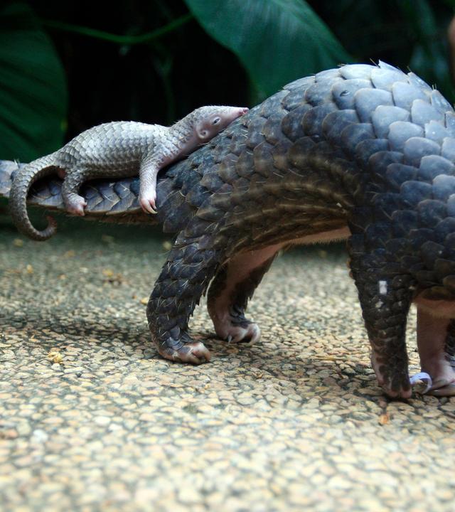 Ein Pangolin trägt sein Junges durch die Nacht – zwei Generationen, bedroht von einem Artensterben, das kaum jemand wahrnimmt.