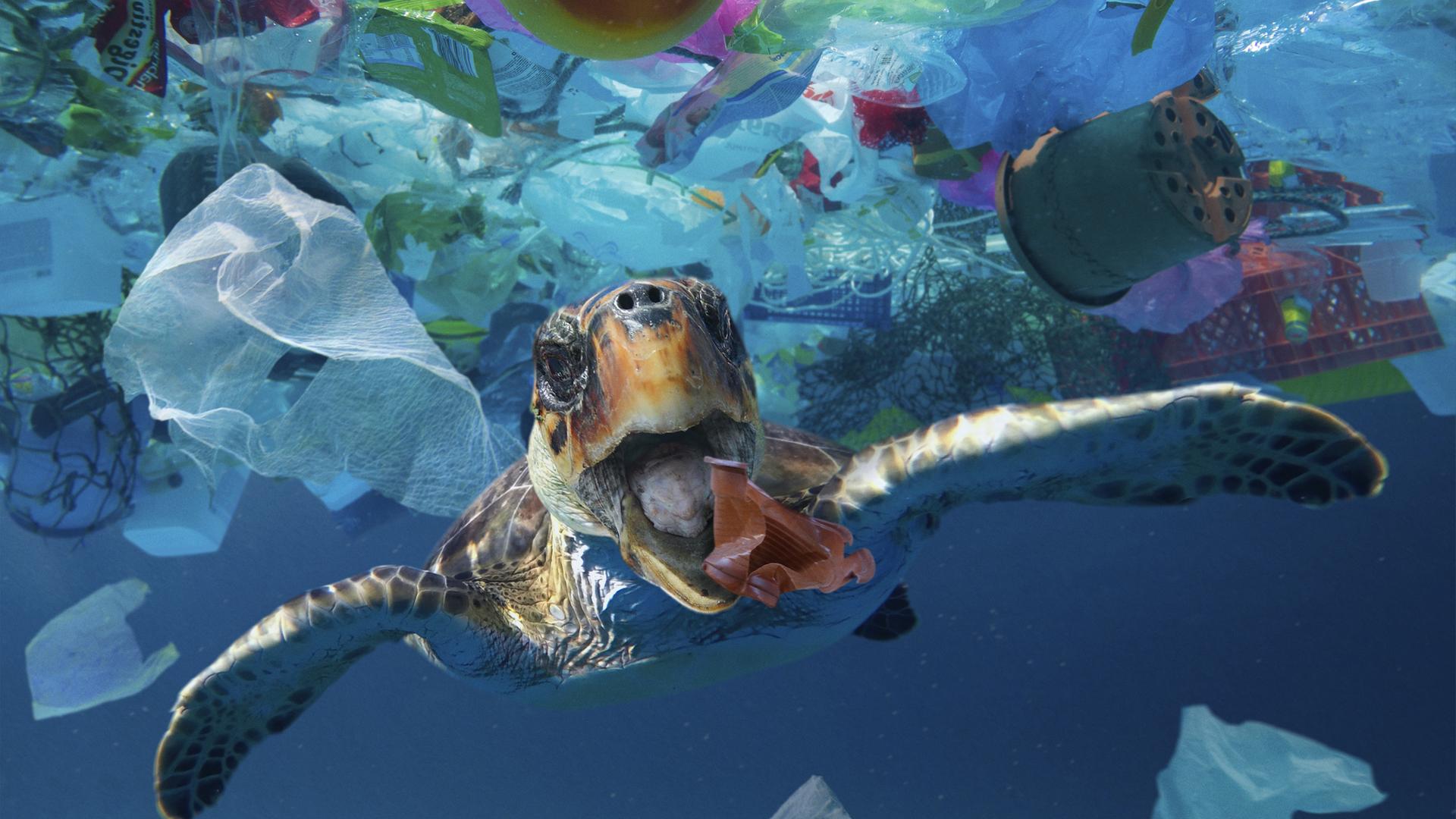 Plastikmüll im Meer, der unter anderem Meeresschildköten in Gefahr bringt, war eines der Themen der UN-Ozeankonferenz in Nizza